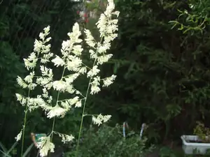iris66 — 12. června 2014