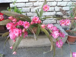 kaktus