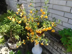 kejklířka -oranžová
