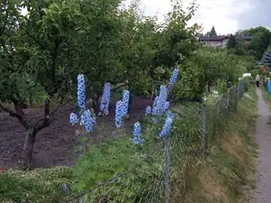 iris66 — 15. června 2014