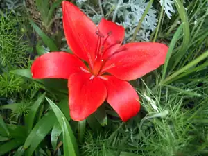 iris66 — 15. června 2014