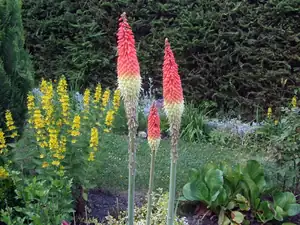 iris66 — 15. června 2014