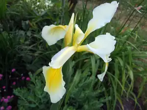 iris66 — 15. června 2014