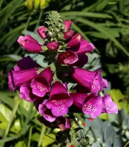 digitalis