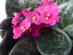 fialka