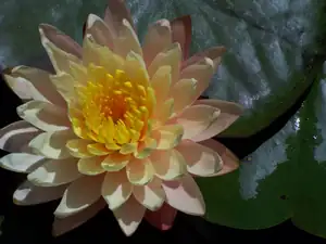 Mangkala ubol