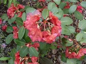 iris66 — 5. května 2011