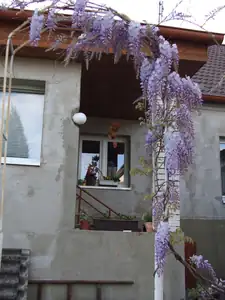 iris66 — 5. května 2011