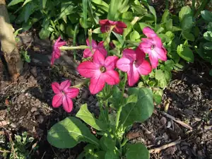 iris66 — 5. května 2011