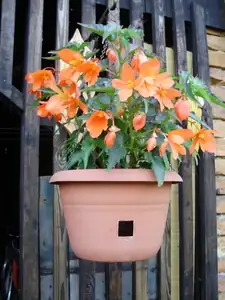 muškatek — 25. června 2014