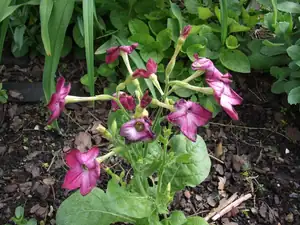 iris66 — 5. května 2011