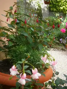 Fuchsie začínají kvést