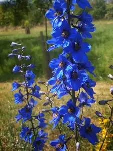 Ostrožka