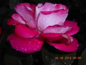 Maariee — 28. června 2014