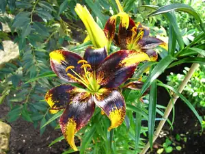 Botanická zahrada Liberec