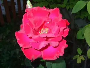 iris66 — 29. června 2014