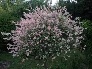 iris66 — 29. června 2014
