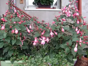 iris66 — 29. června 2014