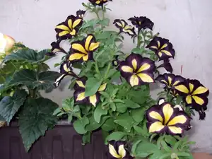 iris66 — 29. června 2014