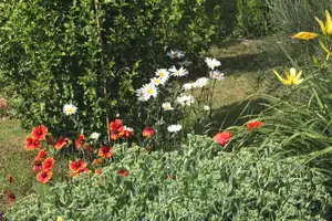kokarda,kopretiny,denivka a rozchodník...
