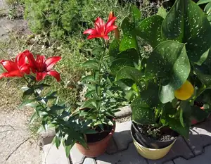 iris66 — 7. července 2014