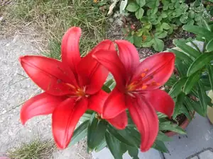 iris66 — 7. července 2014