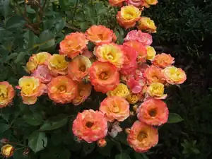 iris66 — 7. července 2014