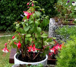 fuchsie
