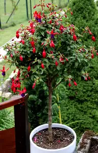 fuchsie