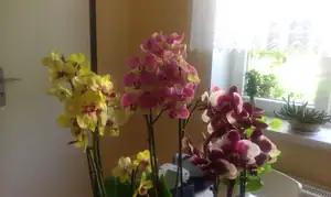 a orchidejky
