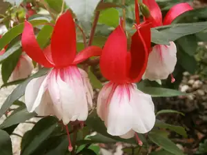 Fuchsie