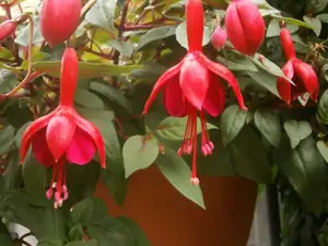 Fuchsie