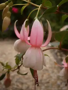 Fuchsie