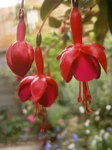 Fuchsie