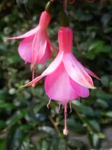 Fuchsie