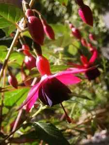 Fuchsie