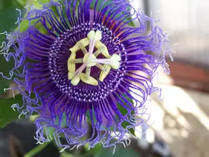 Passiflora Byte-mučenka