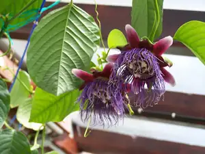 Passiflora gvadrangularis-z levého květu plod