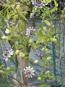 Passiflora caerulea-mučenka