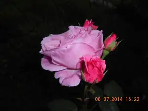 Maariee — 11. července 2014