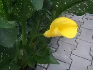 kala