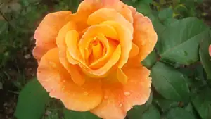 ludmila60 — 16. července 2014