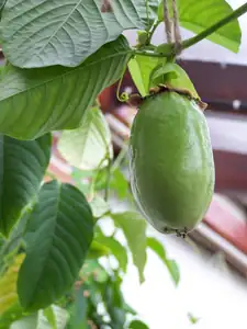 Passiflora Gvadrangularis-15cm x9 cmšířka