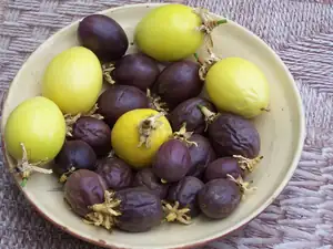 Opadané plody mučenek velmi dobré