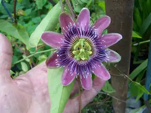 Passiflora belotii
