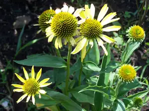 Echinacea Cleopatra