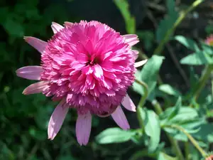 Echinacea purpurea Southern Belle
