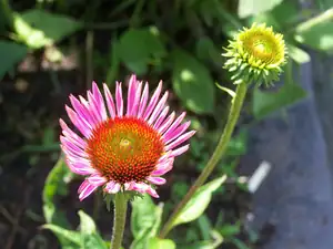 E. neznámá