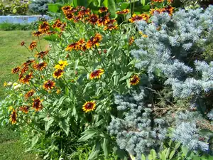 Echinacea.