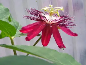 Passiflora Lady Margaret